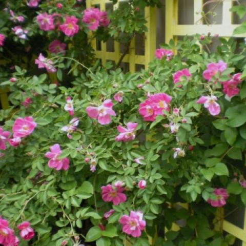 Rosa 'William Baffin', pink flowers on a climbing rose