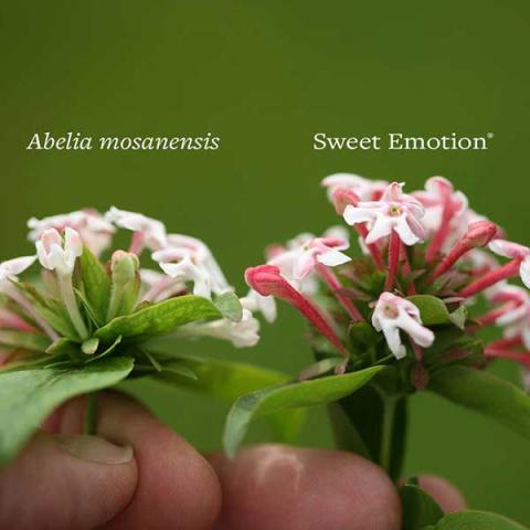 Comparison of Sweet Emotion Abelia with the species, larger and pinker flowers