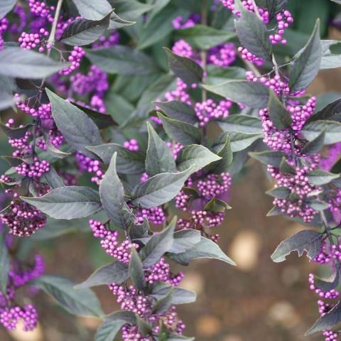 Callicarpa Pearl Glam, purple berries and bluish leaves