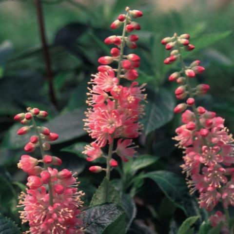Clethra Ruby Spice, dark pink to salmon spikes of flowers