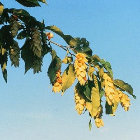 Ostrya virginiana, attractive yellowish seeds in clusters