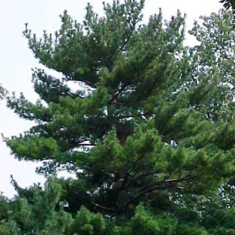 Pinus strobus, white pine, wide evergreen