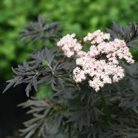 Sambucus Laced Up, dark lacy foliage land light pink flower cluster