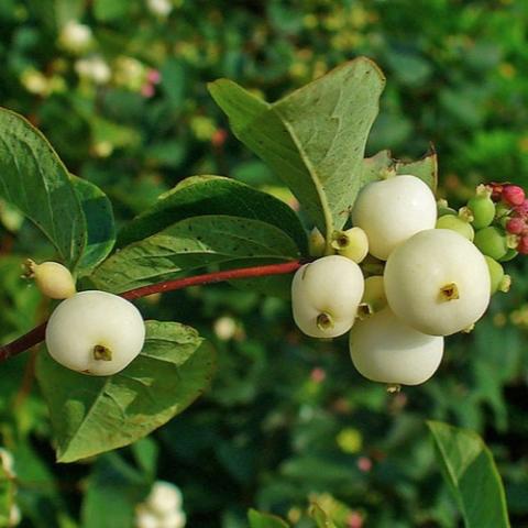 White snowberries, globular and clustered