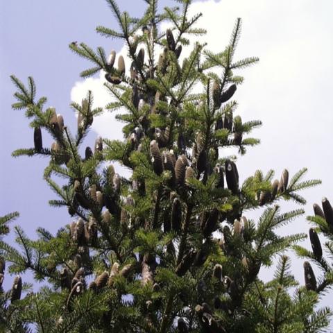 Abies balsamea shape, showing cones