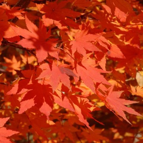 Acer pseudosieboldianum, red-orange maple leaves