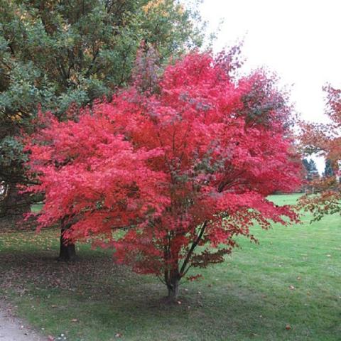 Acer atropurpureum, divided red leaves in fall, showing tree form
