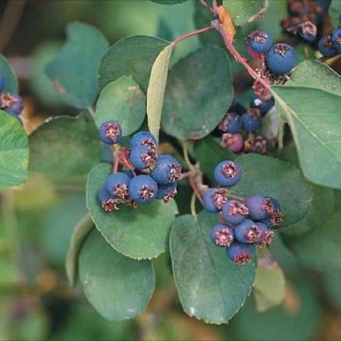 Amelanchier alnifolia, purple berries and green leaves