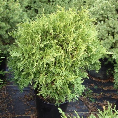 Arborvitae Little Elfie, light green, round shape