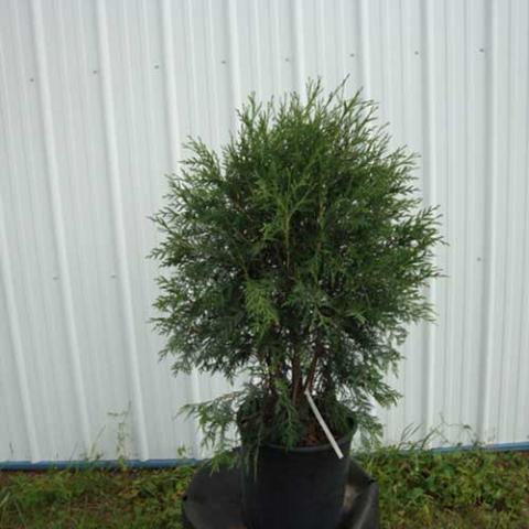 Arborvitae Techny as a young shrub, globular