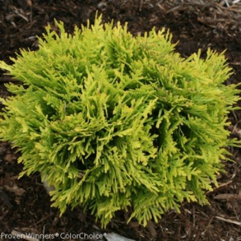 Arborvitae 'Anna's Magic Ball' light green ball