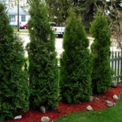 Brandon arborvitae, narrow, pointed evergreens