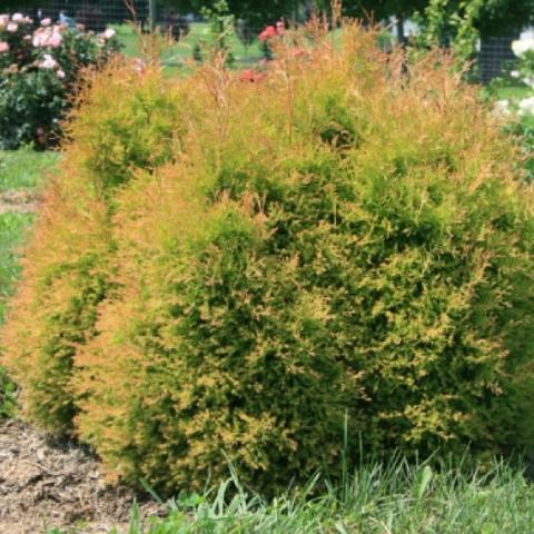 Arborvitae 'Fire Chief', reddish yellow-green clump shape