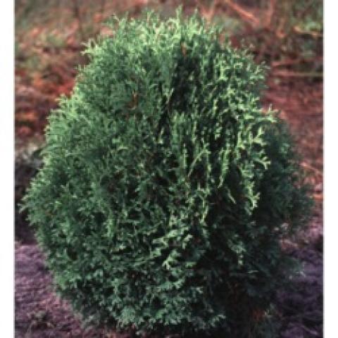 Little Gem arborvitae, almost round ball of green foliage