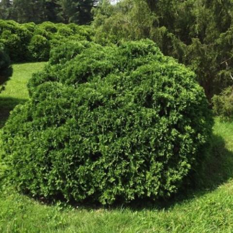 Thuja Umbraculifera, rounded evergreen shrub