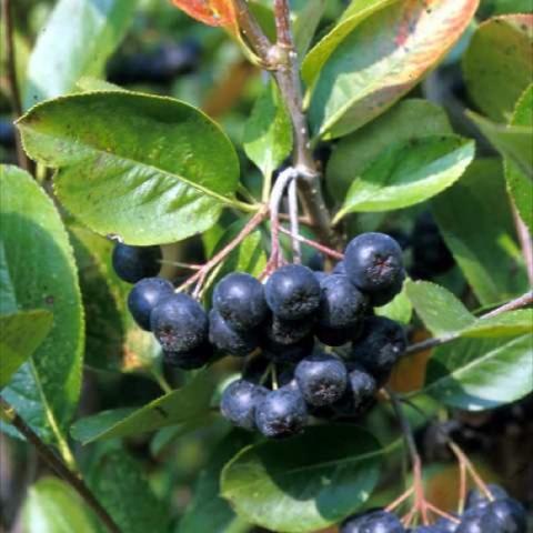 Aronia melanocarpa dark blue fruit, green leaves