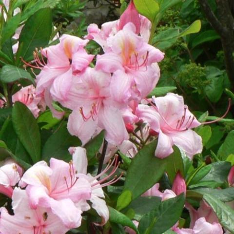 Azalea Candy Lights, light pink flowers