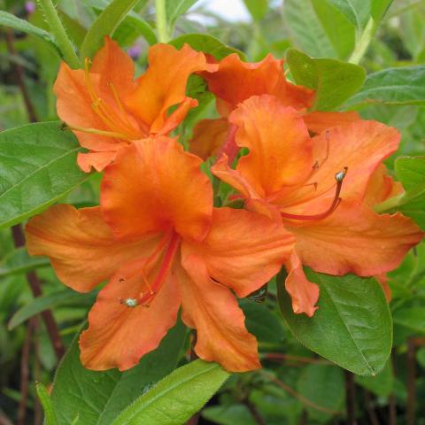Azalea 'Mandarin Lights', orange blooms