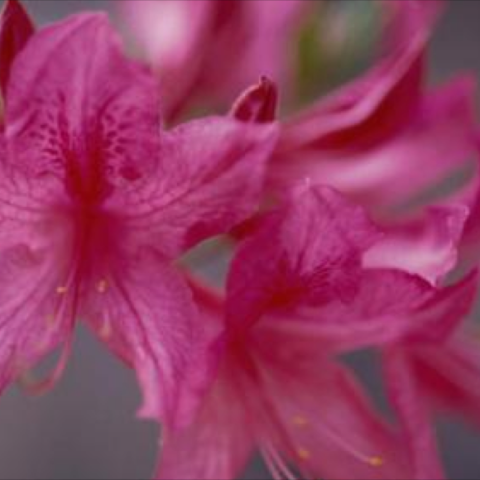 Azalea 'Rosy Lights', bright magenta-pink flowers