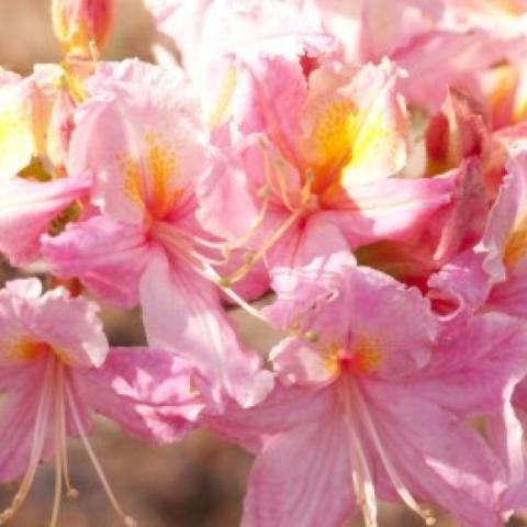 Northern Tri-Lights azalea, light pink and yellow