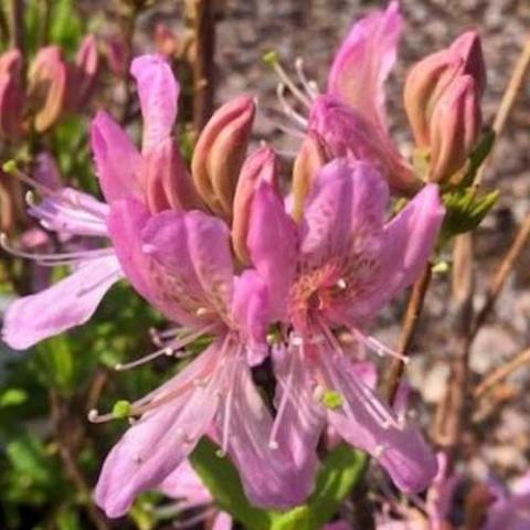 Azalea Western Lights, lavender pink flowers