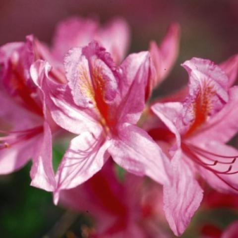 Northern Lights azalea, medium pink