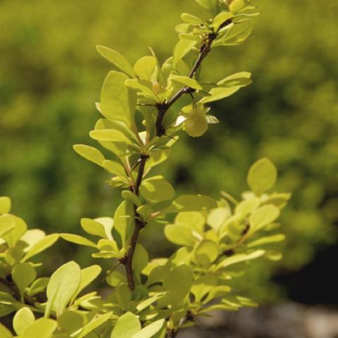 Berberis aurea 'Nana', yellow-green leaves