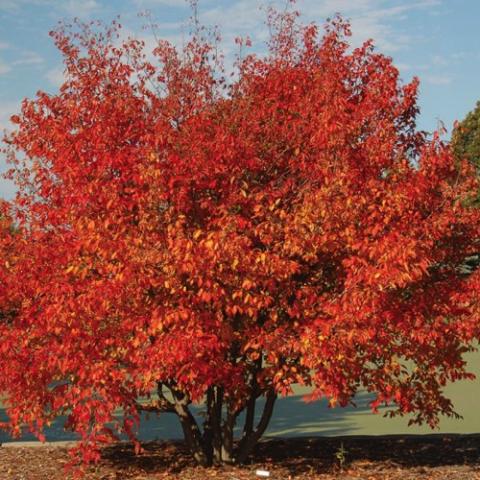 Carpinus caroliniana Wisconsin Red, red fall color