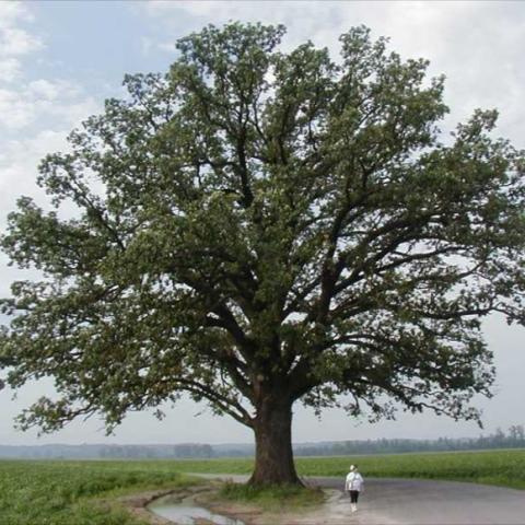 Quercus macrocarpa summer habit