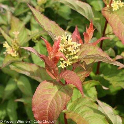 Diervilla Kodiak Orange, spring foliage and small yellow flowers