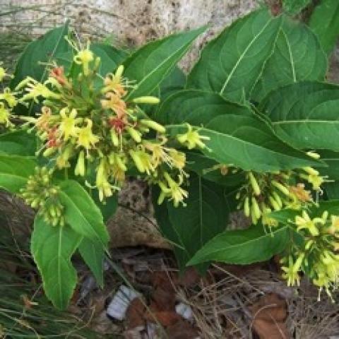 Diervilla triffids flowers, light yellow, against long green leaves