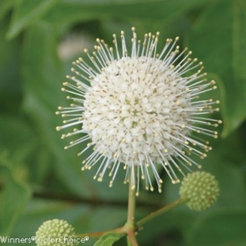 Cephalanthus 'Sugar Shack' flowers--like Sputnik!