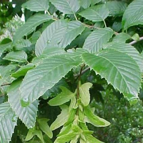 Carpinus caroliniana, leaves showing their ridges
