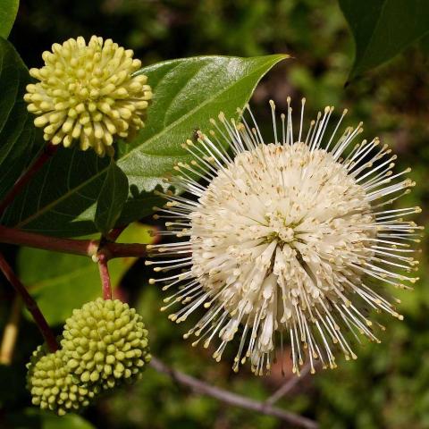 Cephalanthus occidentalis, sputnik-like white flowers