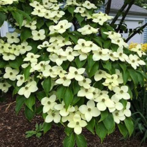 Cornus toussa, almost white flowers, four petals, flat-faced