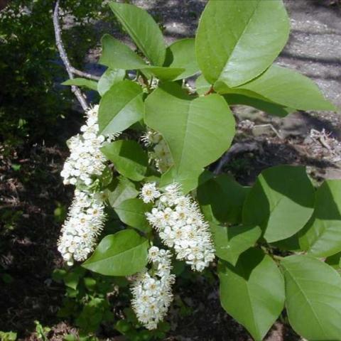 Chokecherry with white bottlebrush flowers