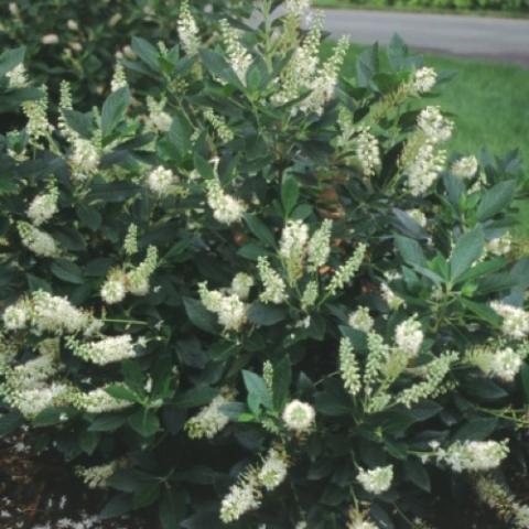 Clethra Hummingbird, white long flower candles on a green bush