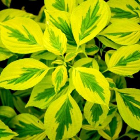 Cornus Golden Shadows, bright yellow green variegated leaves