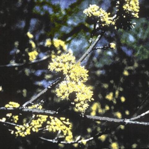 Cornus mas, yellow flowers