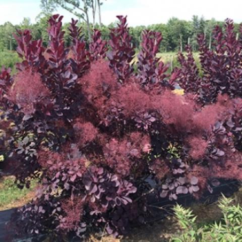 Cotinus Winecraft Black, purple leaves and dark red "smoke"