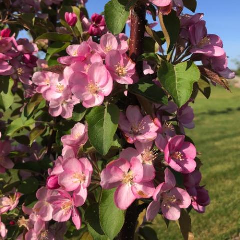 Malus Purple Spire, pink open flowers