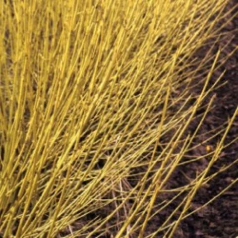 Arctic Fire dogwood, yellow twigs