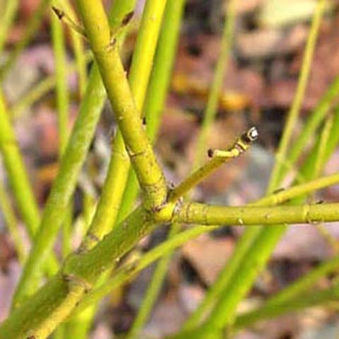 Cornus Bud's Yellow, yellow green twigs close up