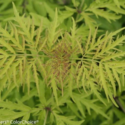 Sambucus Lemon Lace, lemon green feathery leaves