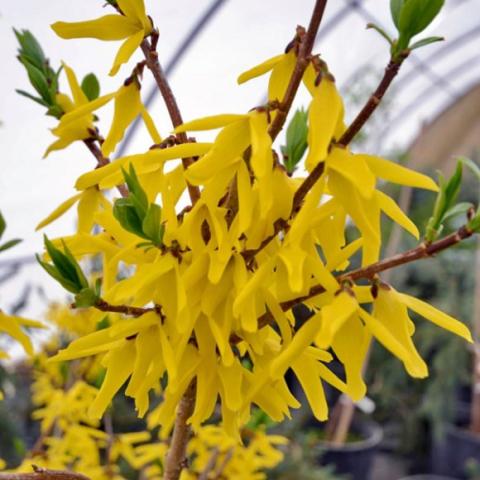 Forsythia Northern Gold, bright yellow flowers