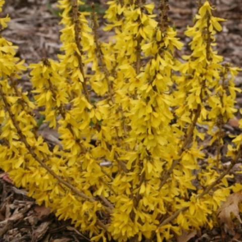 Forsythia Show Off Sugar Baby, dense yellow flowers on upright stems