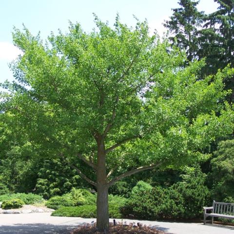 Ginkgo biloba tree form