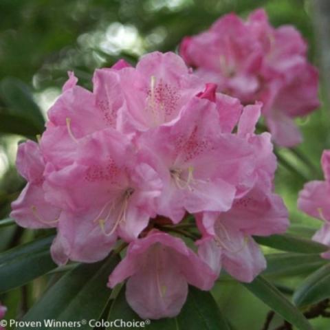 Rhododendron Handy Man Pink, cluster of true pink flowers