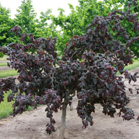 Corylus Red Dragon, dark purple leaves on twisting branches