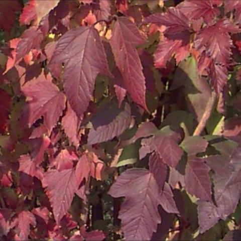 Viburnum trilobum red fall color